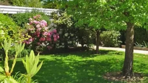 A lush green lawn with a tree, blooming pink bushes, and a paved path